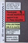 Etiketten zu Hemicrepidius agajevi (NHMW-ZOO-COL-0008950)